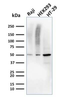 Western Blot: MMP-3 Antibody (MMP3/2655)Azide and BSA Free [NBP2-79865]