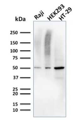 Western Blot: MMP-3 Antibody (MMP3/2655) [NBP2-79730]