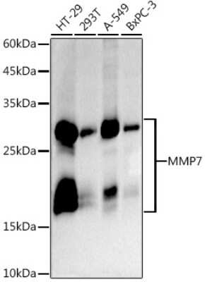 Western Blot: MMP-7 Antibody (8T4R8) [NBP3-16067]