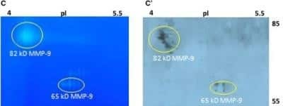 Western Blot: MMP-9 Antibody (4A3)Azide and BSA Free [NBP2-80855]