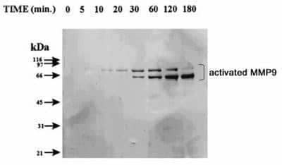 Western Blot: MMP-9 Antibody (4A3) [NBP2-13173]