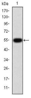 Western Blot: MMP-9 Antibody (5G3)BSA Free [NBP2-22181]