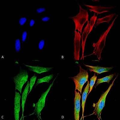 Immunocytochemistry/ Immunofluorescence: MMP-9 Antibody (S51-82) [NBP2-59699]