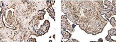 Immunohistochemistry-Paraffin: MMP-25/MT6-MMP Antibody (MM0029-2B5) - Azide and BSA Free [NB110-60995]