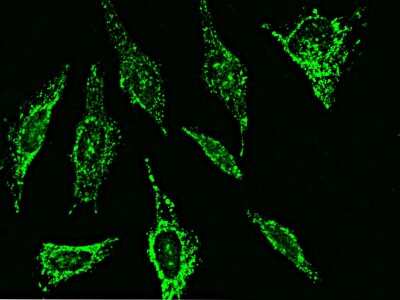 Immunocytochemistry/ Immunofluorescence: MMP26 Antibody [NBP3-00124]