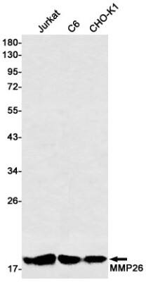 Western Blot: MMP26 Antibody (S01-7A4) [NBP3-19696]