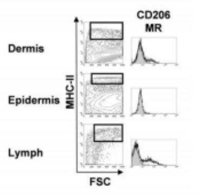 Flow Cytometry: MMR/CD206/Mannose Receptor Antibody (122D2.08) [DDX0380P-100]
