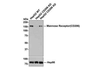 Western Blot: MMR/CD206/Mannose Receptor Antibody (JF0953) [NBP2-66956]