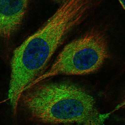 Immunocytochemistry/ Immunofluorescence: MMRN1 Antibody [NBP1-84014]