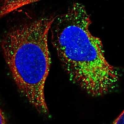 Immunocytochemistry/ Immunofluorescence: MMRN2 Antibody [NBP1-83977]