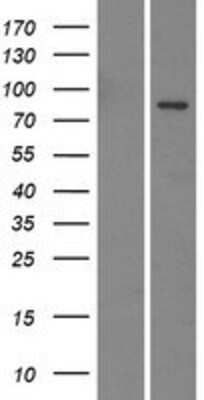 Western Blot: EMILIN3 Overexpression Lysate [NBP2-05860]