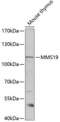 Western Blot: MMS19 like protein AntibodyBSA Free [NBP3-03799]