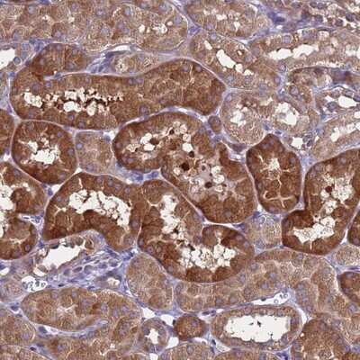 Immunohistochemistry-Paraffin: MNAB Antibody [NBP2-13212]