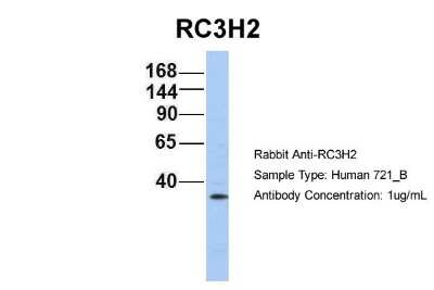 Western Blot: MNAB Antibody [NBP1-55060]