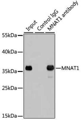 Western Blot: MNAT1 AntibodyBSA Free [NBP3-04663]