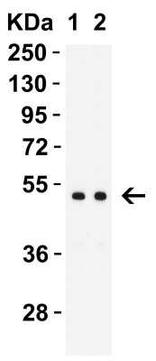 Western Blot: MNDA AntibodyBSA Free [NBP3-18134]