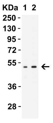 Western Blot: MNDA AntibodyBSA Free [NBP3-18135]