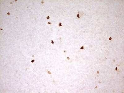 Immunohistochemistry: MNDA Antibody (OTI4H6) [NBP2-45907]