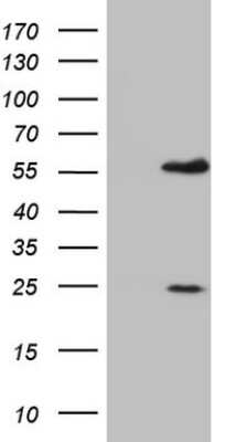 Western Blot: MNDA Antibody (OTI4H6) [NBP2-45907]