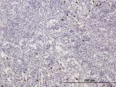 Immunohistochemistry-Paraffin: MNDA Antibody [H00004332-B01P]