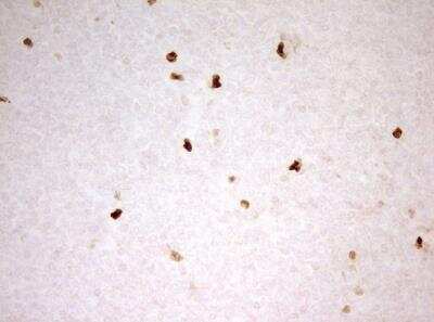 Immunohistochemistry-Paraffin: MNDA Antibody (OTI4H6) - Azide and BSA Free [NBP2-72741]