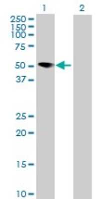 Western Blot: MNDA Antibody [H00004332-B01P]