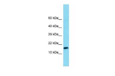 Western Blot: MNF1 Antibody [NBP2-83216]