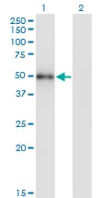 Western Blot: MNK1 Antibody (2C5) [H00008569-M07]