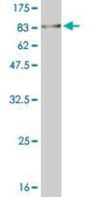 Western Blot: MNK1 Antibody (2F12) [H00008569-M14]