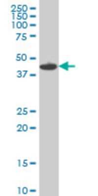 Western Blot: MNK1 Antibody (2F12) [H00008569-M14]
