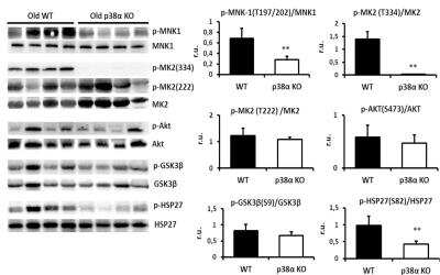 Western Blot: MNK1 Antibody (2F12) [H00008569-M14]