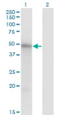 Western Blot: MNK1 Antibody (2H8) [H00008569-M08]