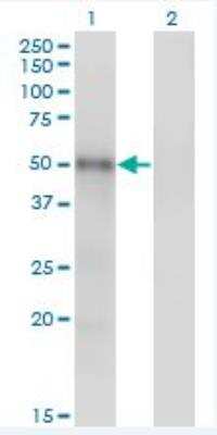 Western Blot: MNK1 Antibody (3E1) [H00008569-M06]