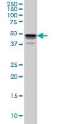 Western Blot: MNK1 Antibody (3E1) [H00008569-M06]