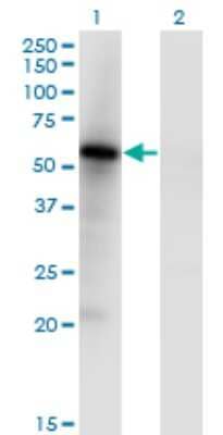 Western Blot: MNK1 Antibody (5E2) [H00008569-M05]