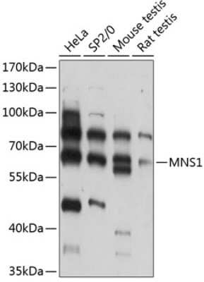 Western Blot: MNS1 AntibodyAzide and BSA Free [NBP3-04993]