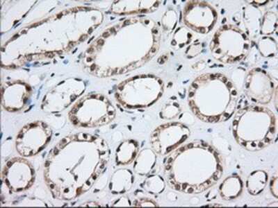 Immunohistochemistry-Paraffin: MOB4A Antibody (OTI3G9) [NBP2-02715]