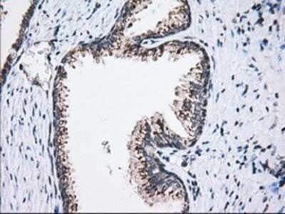 Immunohistochemistry: MOB4A Antibody (OTI3G9) - Azide and BSA Free [NBP2-72744]