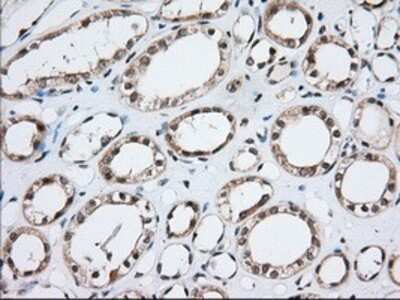 Immunohistochemistry: MOB4A Antibody (OTI3G9) - Azide and BSA Free [NBP2-72744]
