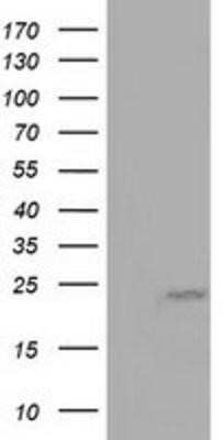 Western Blot: MOB4A Antibody (OTI3G9)Azide and BSA Free [NBP2-72744]