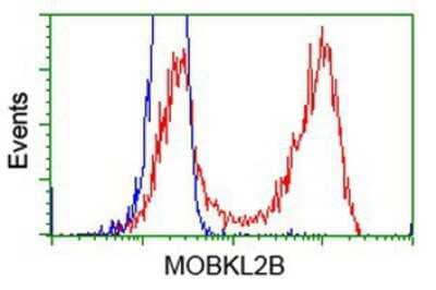 Flow Cytometry: MOBKL2B Antibody (OTI6C6) [NBP2-02843]
