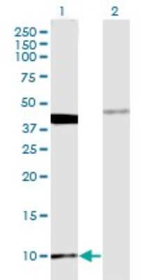 Western Blot: MOBP Antibody (4C2) [H00004336-M08]