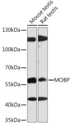 Western Blot: MOBP AntibodyAzide and BSA Free [NBP2-94239]