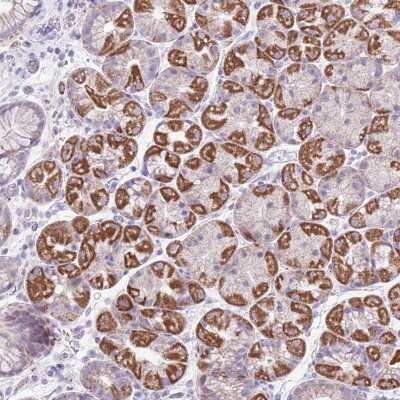 Immunohistochemistry-Paraffin: MOCOS Antibody [NBP2-14243]