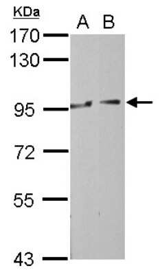 Western Blot: MOCOS Antibody [NBP2-17318]