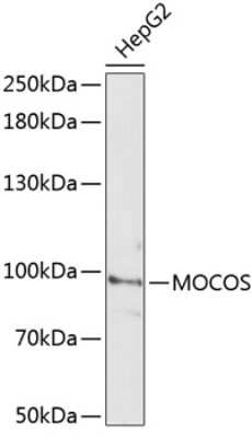 Western Blot: MOCOS AntibodyAzide and BSA Free [NBP3-05140]