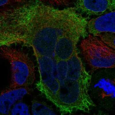 Immunocytochemistry/ Immunofluorescence: MOCS1 Antibody [NBP1-92130]