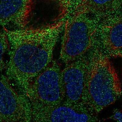 Immunocytochemistry/ Immunofluorescence: MOCS1 Antibody [NBP2-57984]