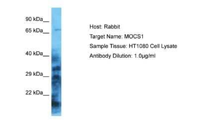 Western Blot: MOCS1 Antibody [NBP2-87812]