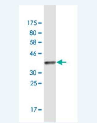 Western Blot: MOCS2 Antibody (4H3) [H00004338-M05]